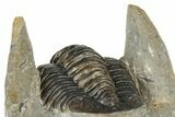Hollardops Trilobite Fossil With Cornuproetus - Ofaten, Morocco #327548-9